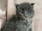 Chatons Maine coon mâle et femelles à vendre