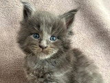 Chatons Maine coon mâle et femelles à vendre
