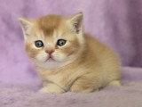 Chatons British Shorthair à vendre