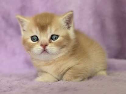 Chatons British Shorthair à vendre