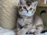 Chatons British Shorthair à vendre