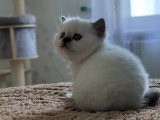 Chatons British Shorthair à vendre