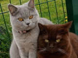 3 chatons British Shorthair à réserver LOOF nés en avril 2026