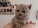 3 chatons British Shorthair à réserver LOOF nés en avril 2026