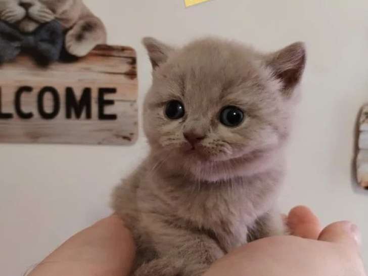3 chatons British Shorthair à réserver LOOF nés en avril 2026