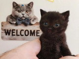3 chatons British Shorthair à réserver LOOF nés en avril 2026