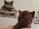 3 chatons British Shorthair à réserver LOOF nés en avril 2026