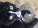Cleo, chatte de 2 ans à adopter en association