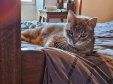 Soleio, chats senior à adopter en association