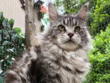 Chatte Maine Coon black silver 2 ans inscrite LOOF à vendre