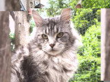Chatte Maine Coon black silver 2 ans inscrite LOOF à vendre