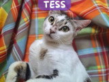 À adopter : chatte tigrée de 3 ans