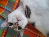 À adopter : chatte tigrée de 3 ans