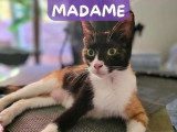 En attente d'un foyer : chatte tricolore de 2 ans
