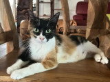 En attente d'un foyer : chatte tricolore de 2 ans