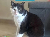 À la recherche d'une famille : chat noir et blanc de 4 ans