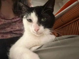 À la recherche d'une famille : chat noir et blanc de 4 ans