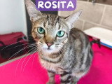 Disponible à l'adoption : chatte tigrée d'un an
