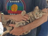 Disponible à l'adoption : chatte tigrée d'un an