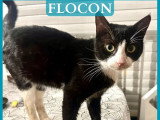En quête d'un foyer : chat noir et blanc d'un an
