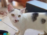 En attente d'adoption : chaton mâle noir et blanc de 10 mois