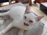 En attente d'adoption : chaton mâle noir et blanc de 10 mois