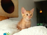 À accueillir : chaton mâle tigré roux de 2 mois