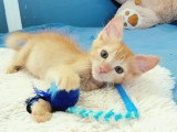 À accueillir : chaton mâle tigré roux de 2 mois