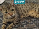 Prête pour l'adoption : chatte tigrée d'un an
