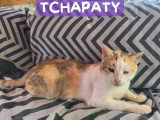 À adopter : chatte rousse et blanche de 6 ans