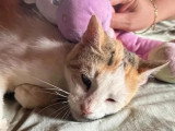 À adopter : chatte rousse et blanche de 6 ans