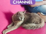 En attente d'un foyer : chaton femelle grise de 8 mois