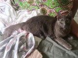 En attente d'un foyer : chaton femelle grise de 8 mois