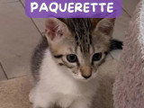 À la recherche d'une famille : chaton femelle tigrée de 2 mois
