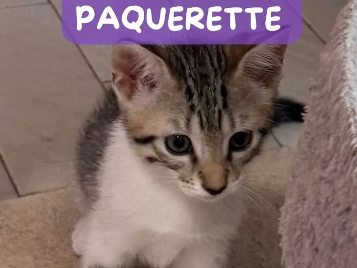 À la recherche d'une famille : chaton femelle tigrée de 2 mois