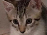 À la recherche d'une famille : chaton femelle tigrée de 2 mois