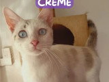 Adoption disponible : chatte grise et blanche d'un an