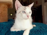 Adoption disponible : chatte grise et blanche d'un an