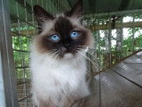Chatte Ragdoll Seal Point Mitted LOOF à vendre née en juillet 2024