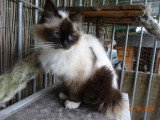 Chatte Ragdoll Seal Point Mitted LOOF à vendre née en juillet 2024