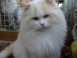 Chat Ragdoll mâle Red Point 5 ans inscrit LOOF à vendre