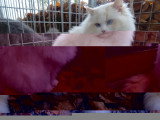 Chat Ragdoll mâle Red Point 5 ans inscrit LOOF à vendre