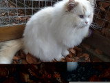 Chat Ragdoll mâle Red Point 5 ans inscrit LOOF à vendre