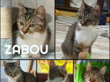 En attente d'adoption : chatte tigrée et blanche de 2 ans
