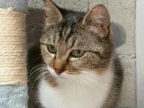 En attente d'adoption : chatte tigrée et blanche de 2 ans