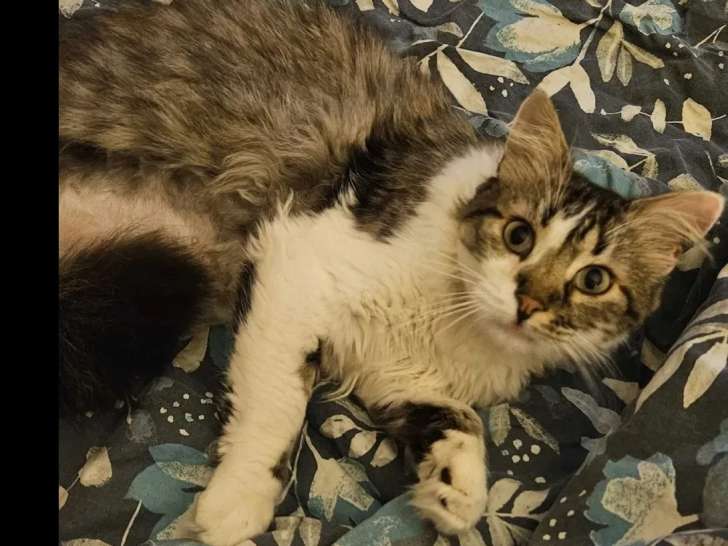 En quête d'un foyer : chat gris et blanc de 4 ans