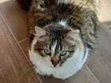 En quête d'un foyer : chat gris et blanc de 4 ans