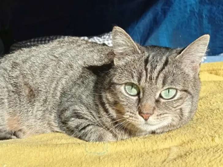 Disponible à l'adoption : chatte tigrée de 3 ans