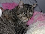 Disponible à l'adoption : chatte tigrée de 3 ans