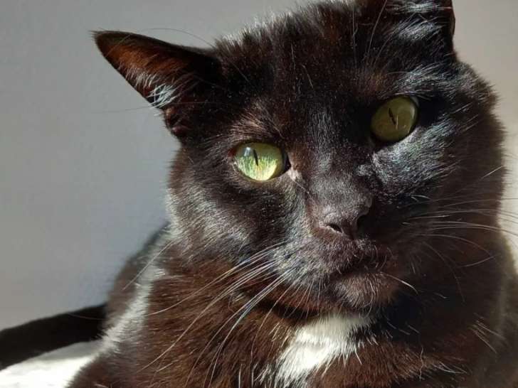 Prêt pour l'adoption : chat noir de 4 ans